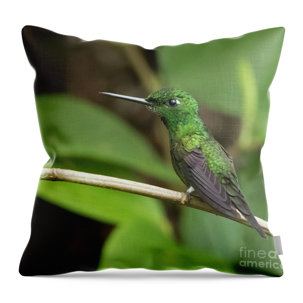  Green-crowned Brilliant Throw Pillow featuring the photograph Green-Crowned Brilliant by Eva Lechner