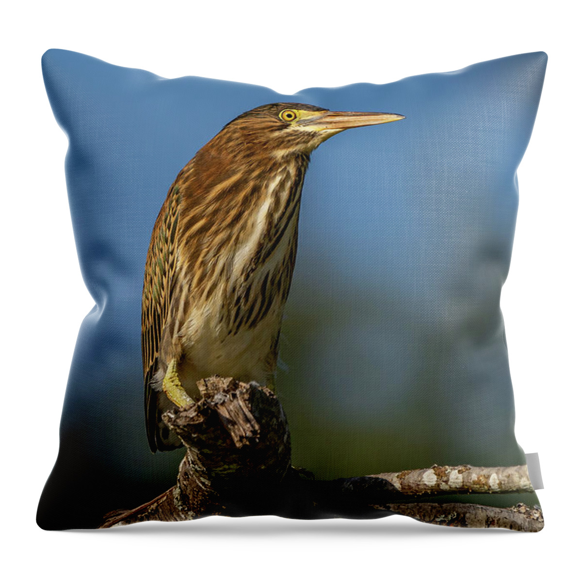 Butorides Virescens Throw Pillow featuring the photograph Green Heron Blue Sky by Nancy Gleason