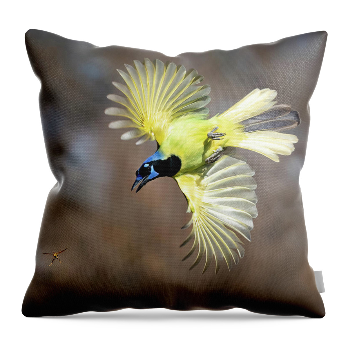 Green Jays Throw Pillow featuring the photograph Green Jay chasing Wasp by Judi Dressler