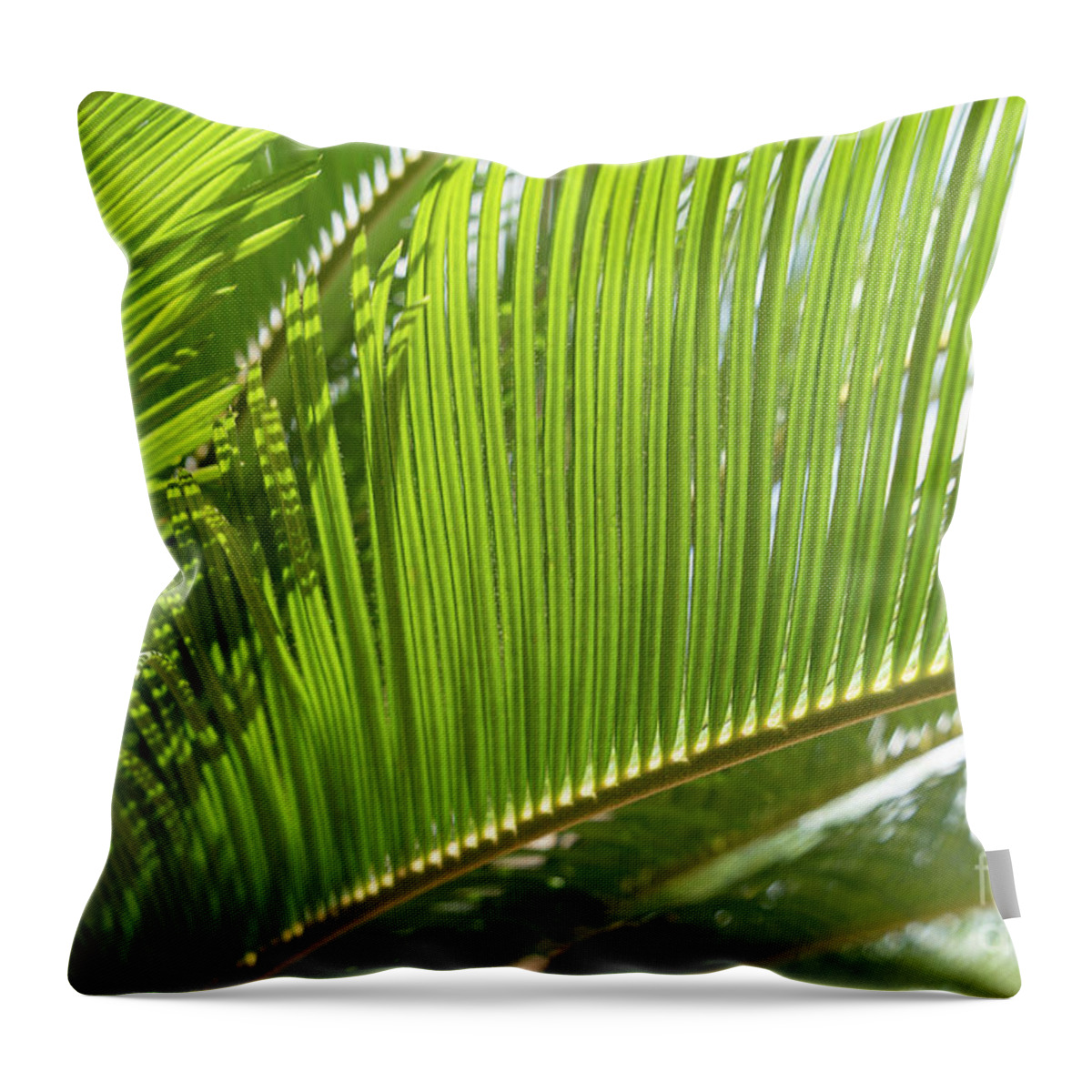 Palm Fern Throw Pillow featuring the photograph Green palm fern and Mediterranean sunlight by Adriana Mueller