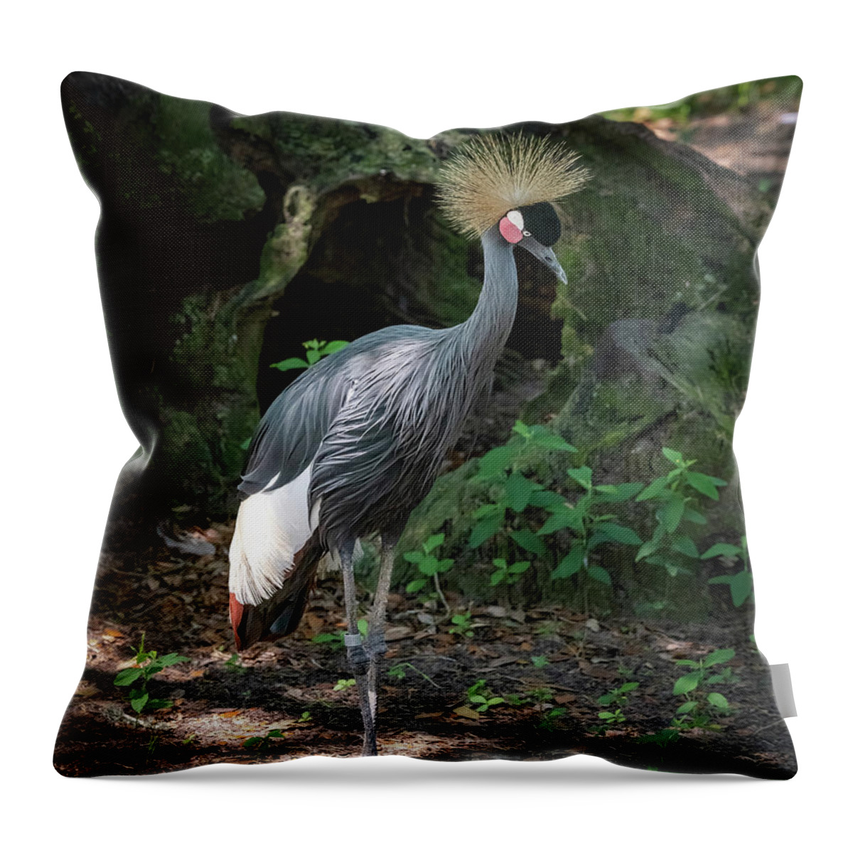 Bird Throw Pillow featuring the photograph Grey Crowned Crane-1 by John Kirkland