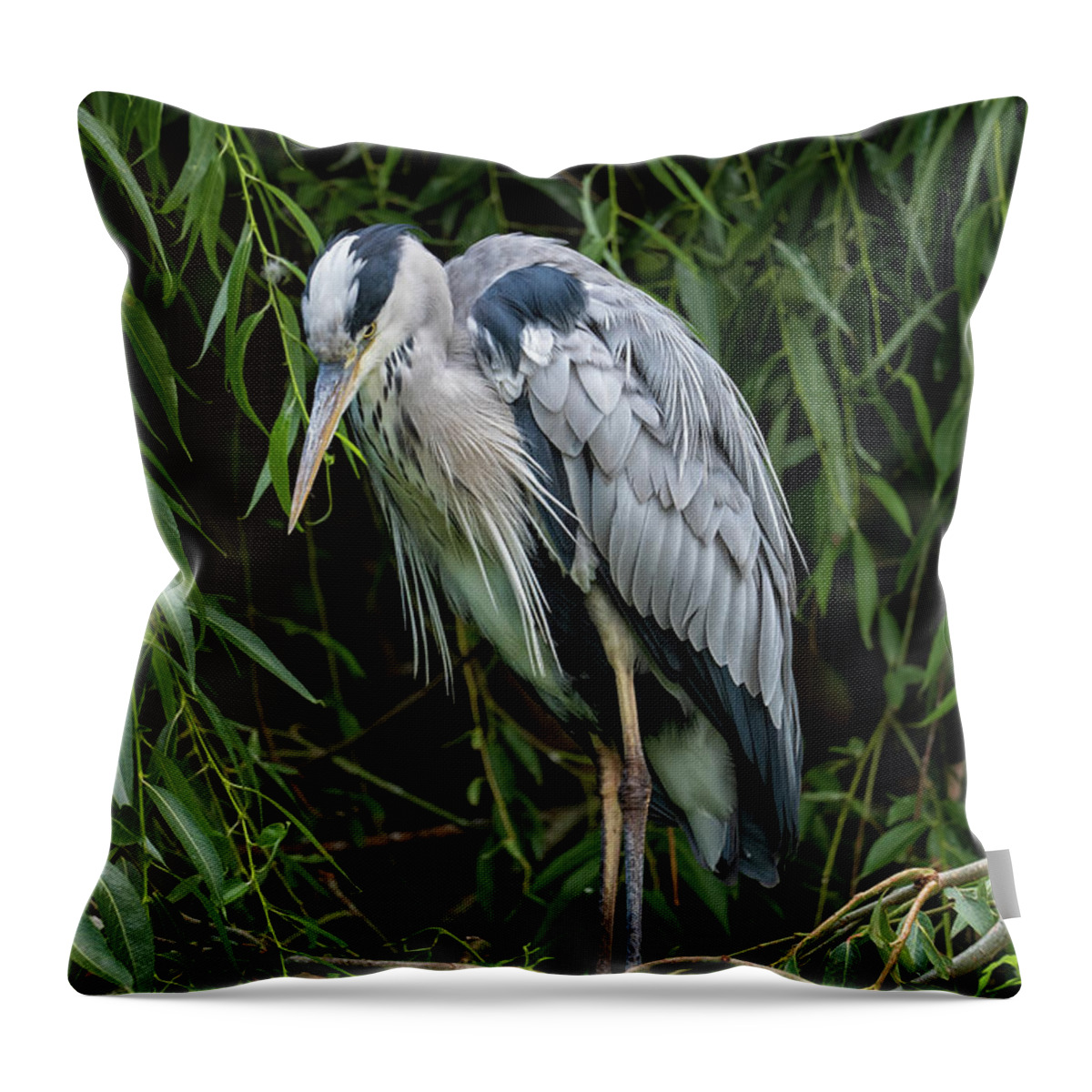 Grey Throw Pillow featuring the photograph Grey Heron In The Tree by Artur Bogacki