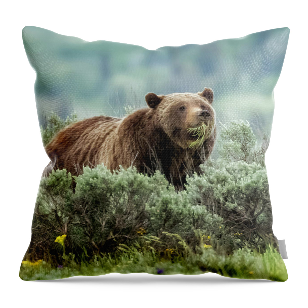Grizzly Throw Pillow featuring the photograph Grizzly 399 Eating Grass by Belinda Greb