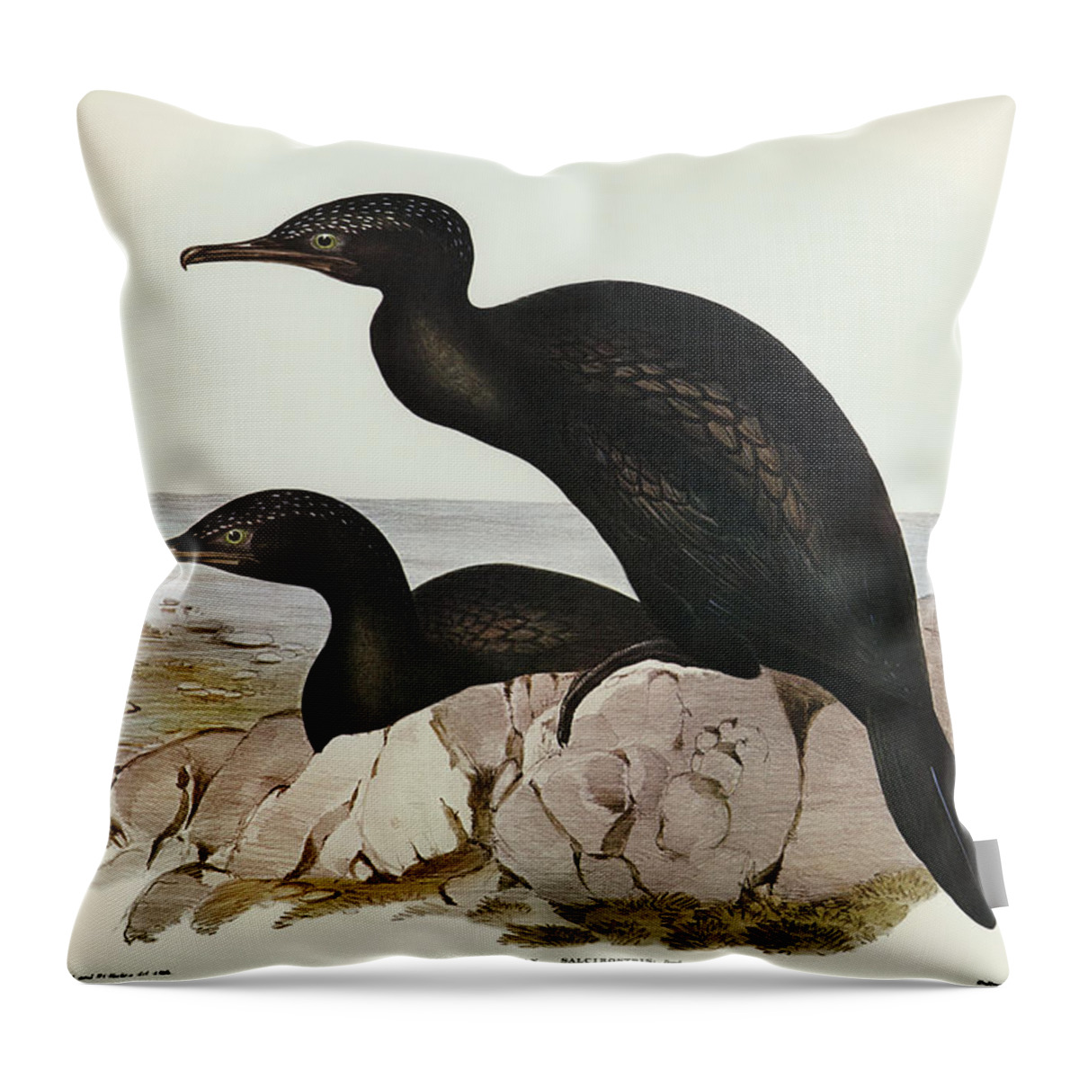 Groove-billed Cormorant Throw Pillow featuring the drawing Groove-billed Cormorant, Phalacrocorax sulcirostris by John Gould