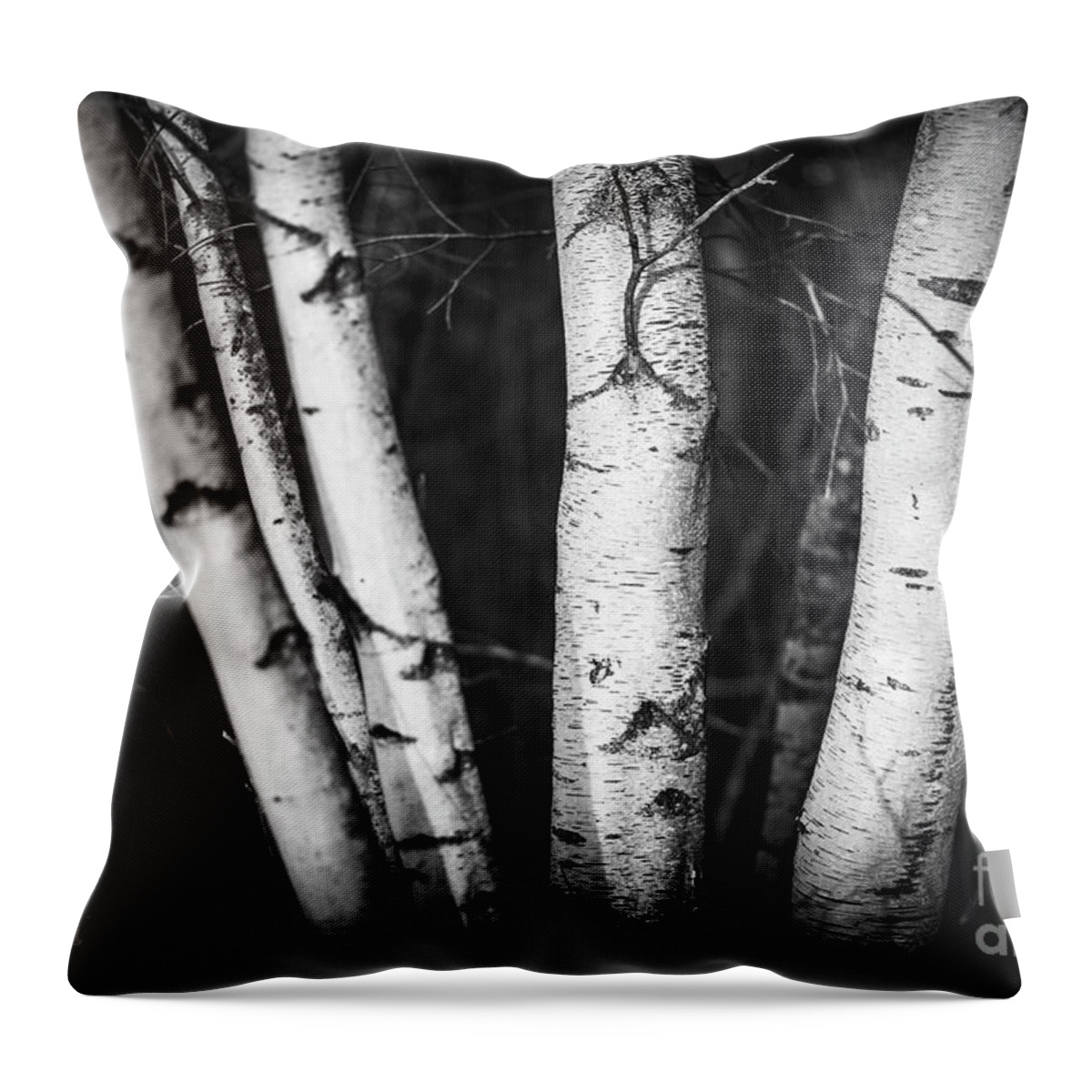 Maine Images Throw Pillow featuring the photograph Group of White Birch by Alana Ranney