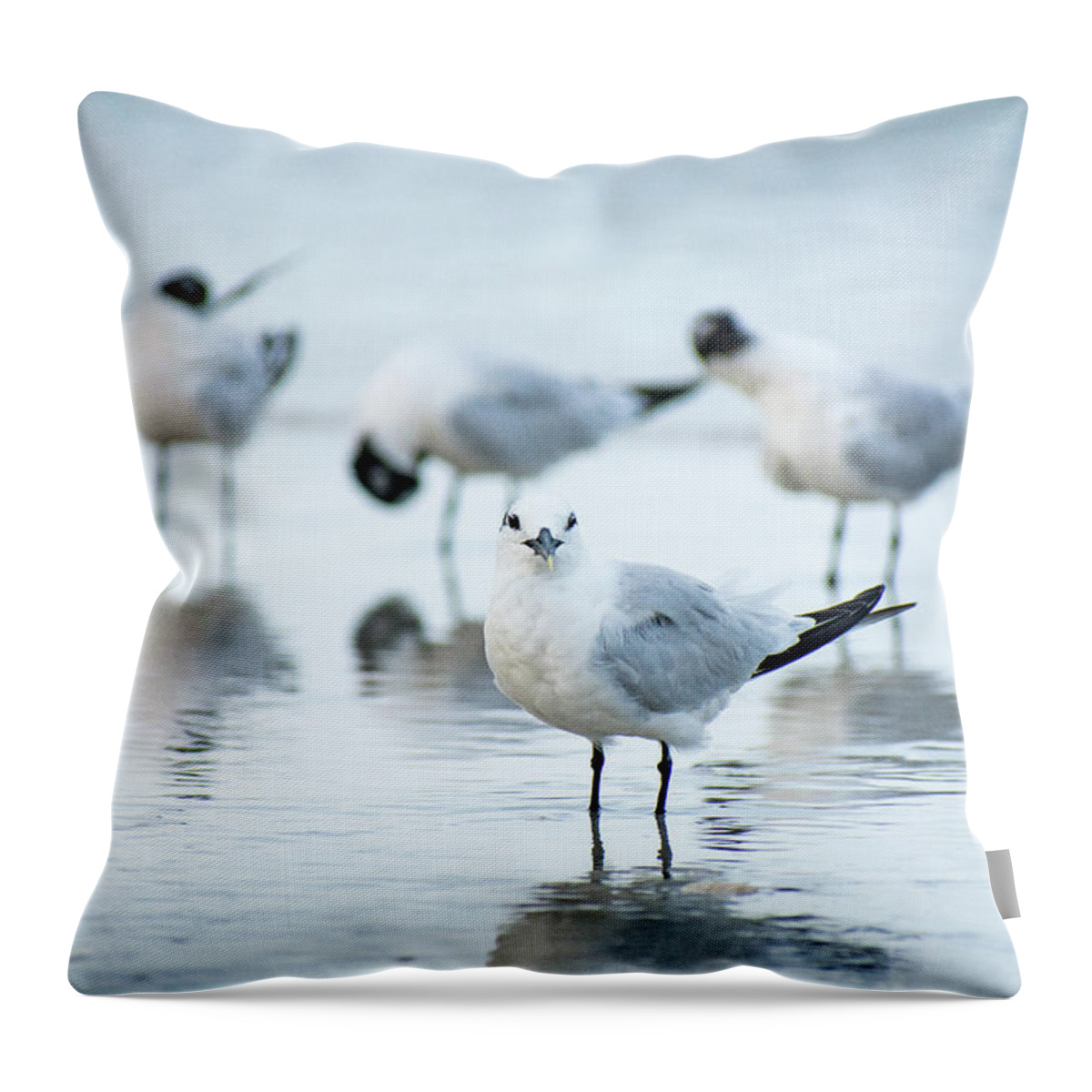 Laughing Gulls Throw Pillow featuring the photograph Gulls by Mary Ann Artz