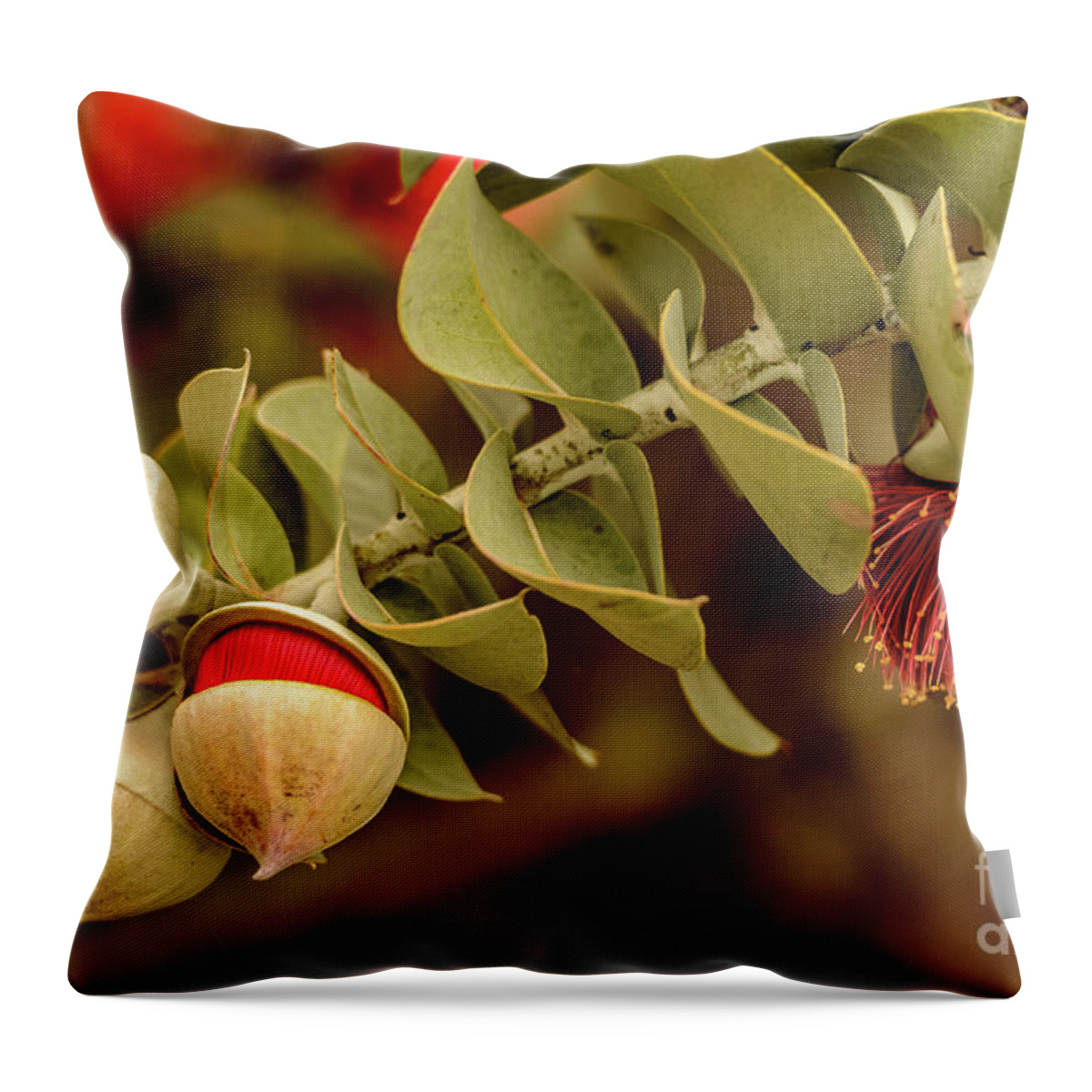 Flora Throw Pillow featuring the photograph Gum Nuts 3 by Werner Padarin