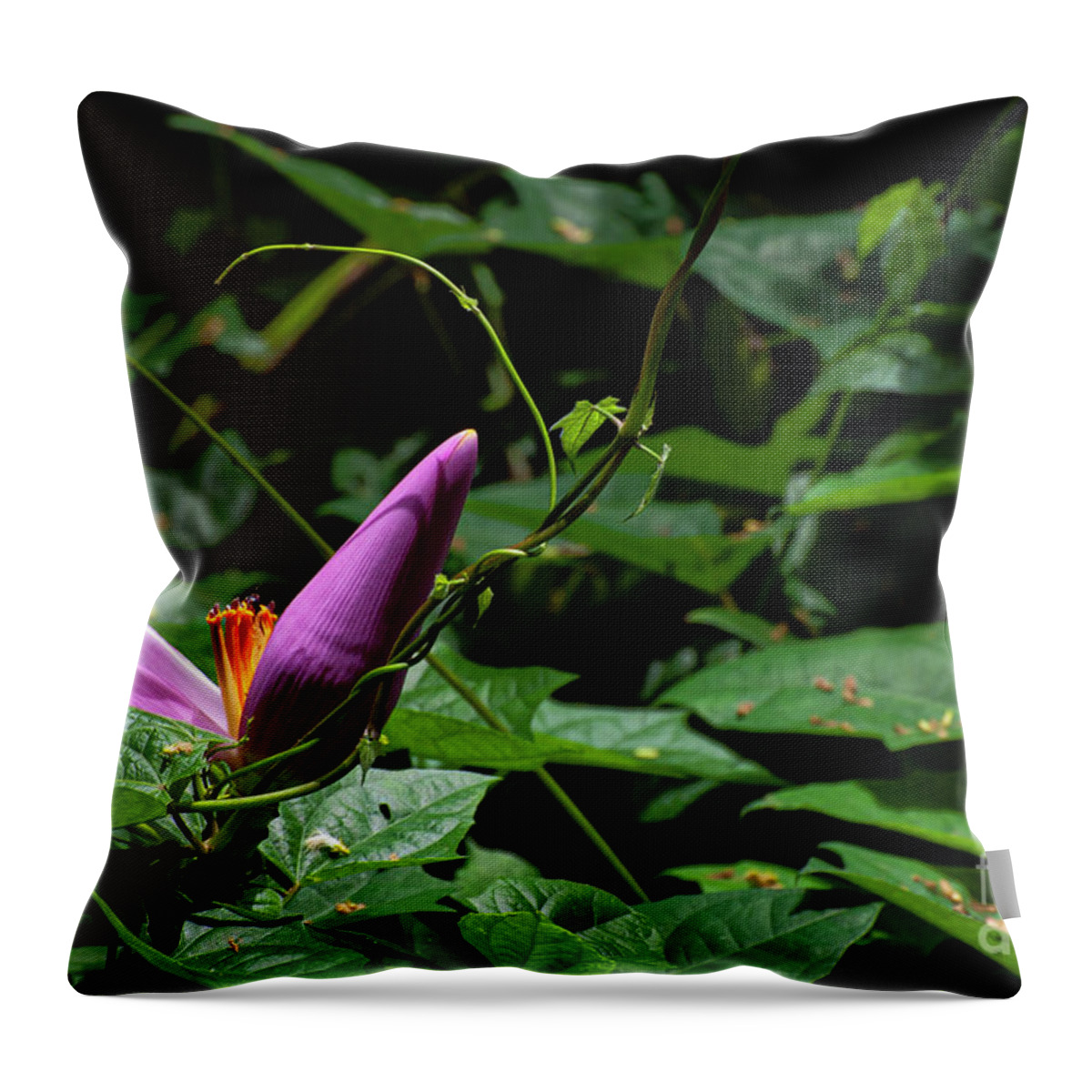 South Shore Coast Throw Pillow featuring the photograph Hairy Banana Flower by Bob Phillips