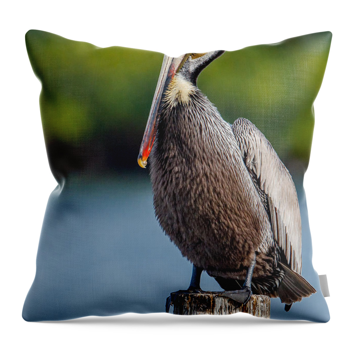 Pelican Throw Pillow featuring the photograph Handsome dude by Judy Rogero