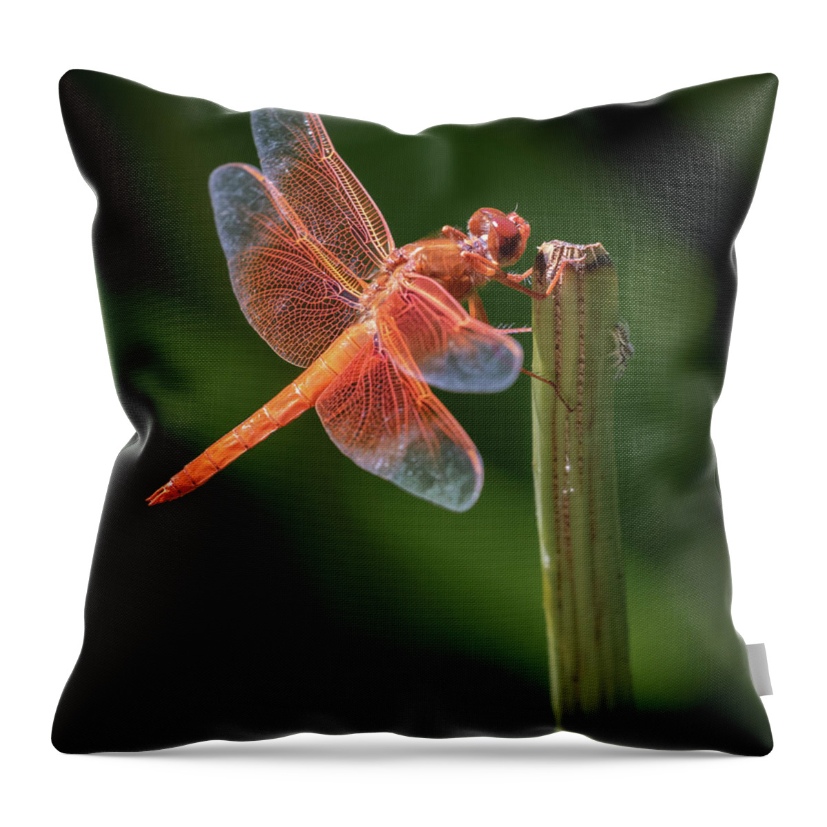 Orange Throw Pillow featuring the photograph Hanging Out Together by Gary Geddes