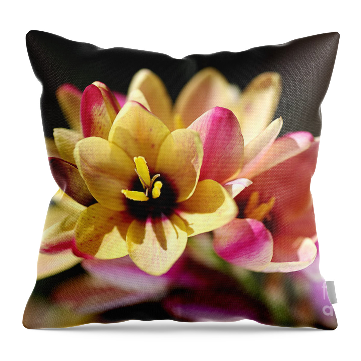 African Corn Lilies Throw Pillow featuring the photograph Happy and Bright Ixia by Joy Watson