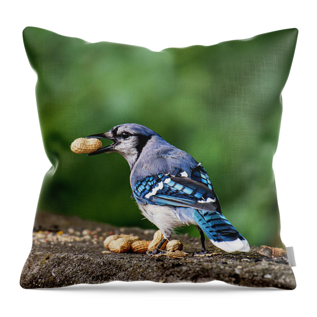Blue Jay Throw Pillow featuring the photograph Happy Blue Jay with Peanut by Ilene Hoffman