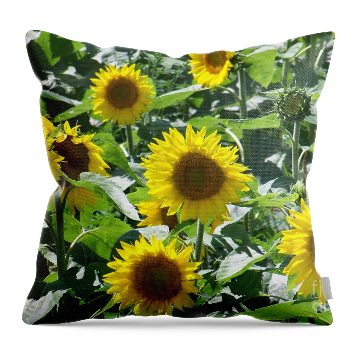 Sunflowers Throw Pillow featuring the photograph Happy Faces - Photograph by Jackie Mueller-Jones