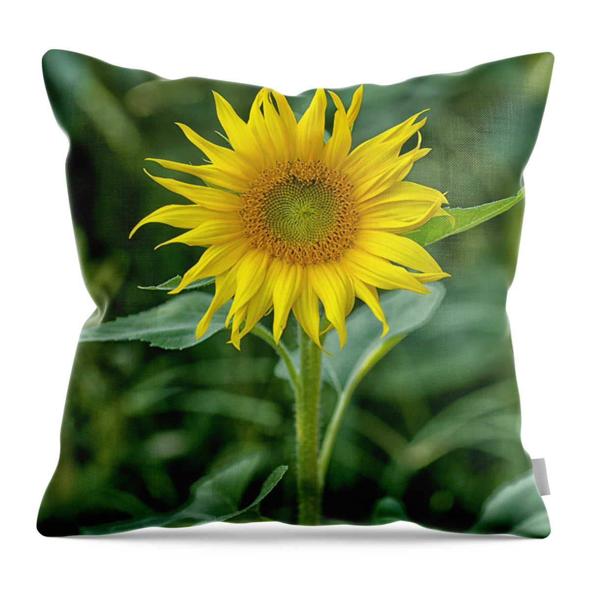 Sunflower Throw Pillow featuring the photograph Happy Flower by Blaine Owens