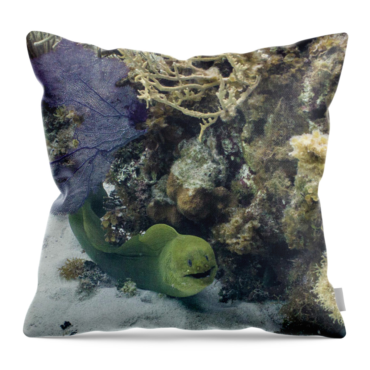 Animals Throw Pillow featuring the photograph Happy to Meet You by Lynne Browne