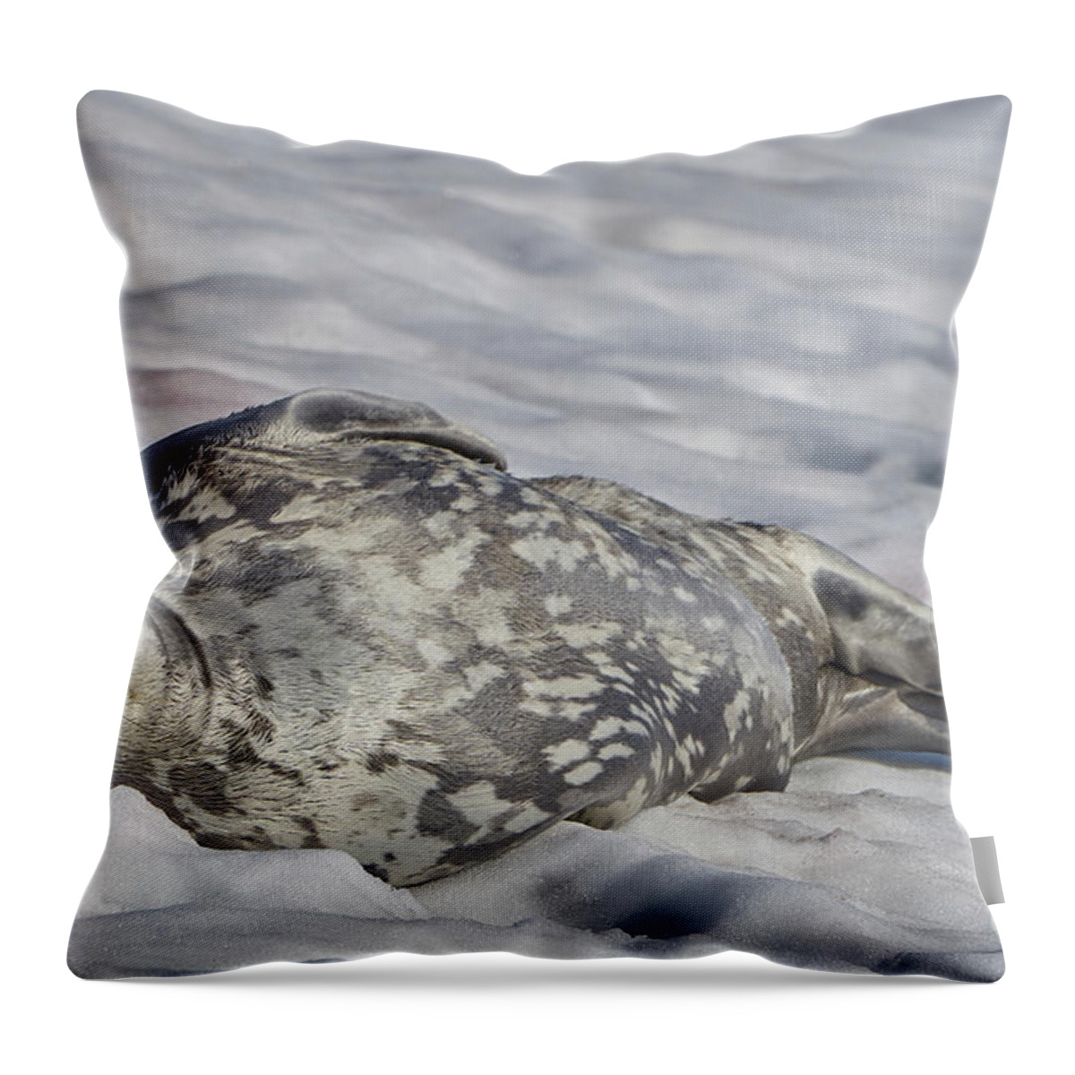 Antarctica Throw Pillow featuring the photograph Happy Weddell Seal by Brian Kamprath