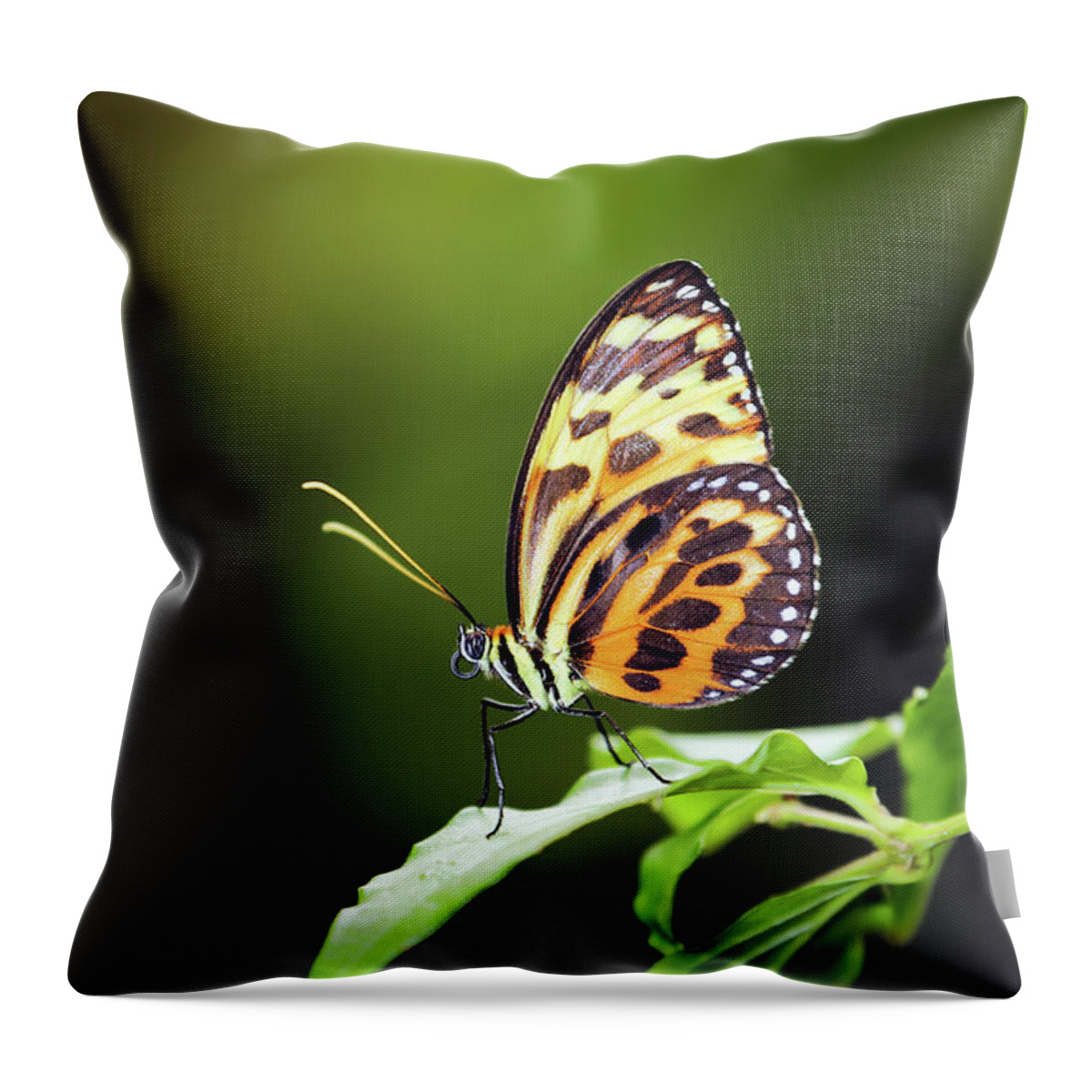 Butterfly Throw Pillow featuring the photograph Harmonia Tiger Wing by Grant Glendinning