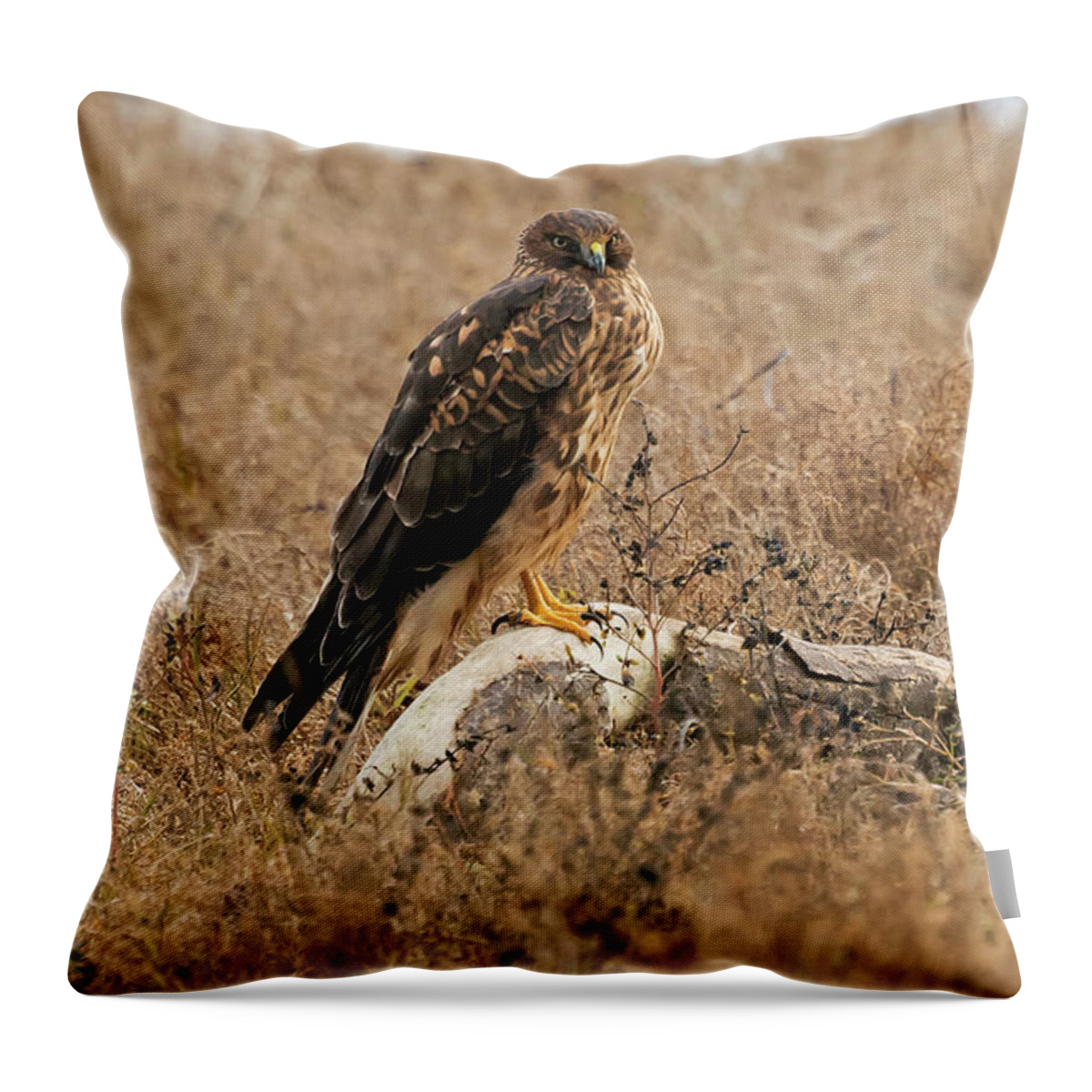 Harrier Throw Pillow featuring the photograph Harrier by Terry Dadswell