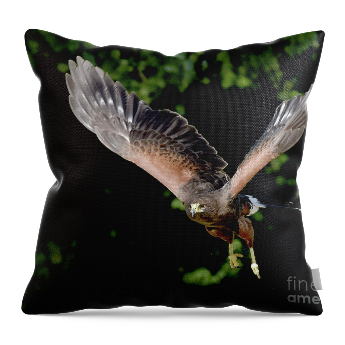 Harris Hawk Throw Pillow featuring the photograph Harris Hawk on the Prowl by Judi Dressler