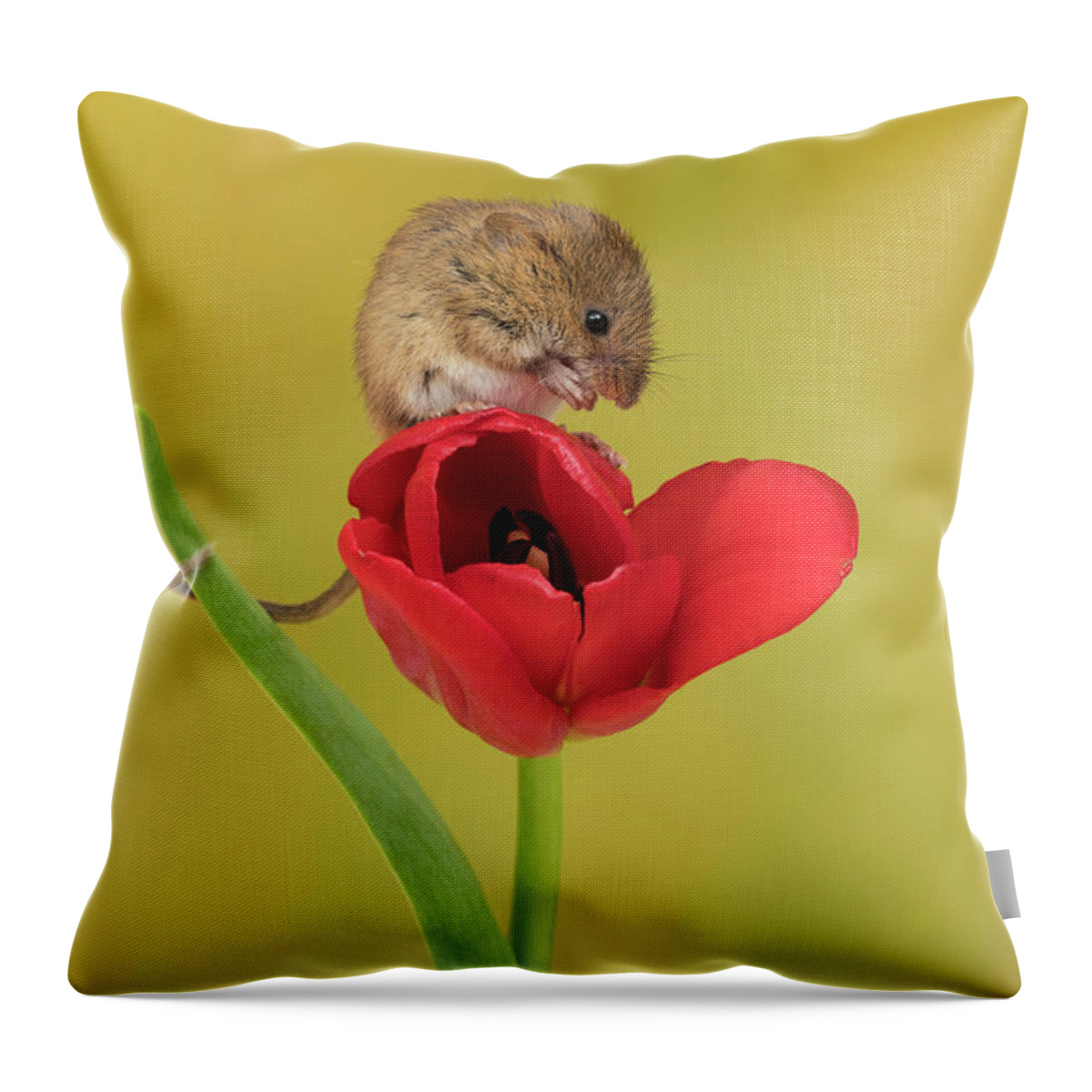 Harvest Throw Pillow featuring the photograph Harvest Mouse_0833 by Miles Herbert