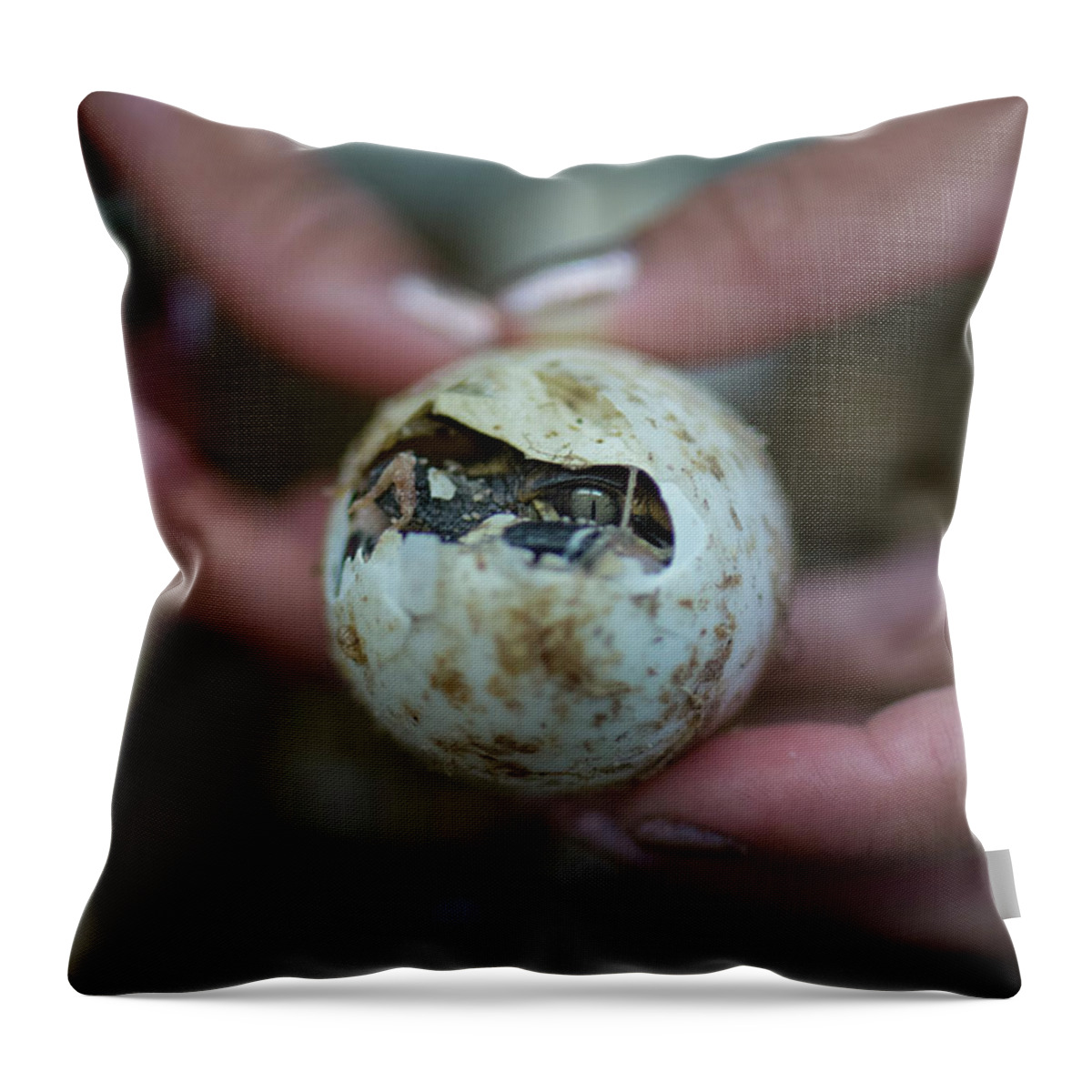 Hatchling Throw Pillow featuring the photograph Hatchling Alligator First Glimpse by Carolyn Hutchins