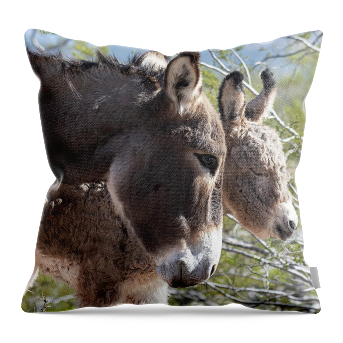 Wild Burros Throw Pillow featuring the photograph Have a rest little one by Mary Hone