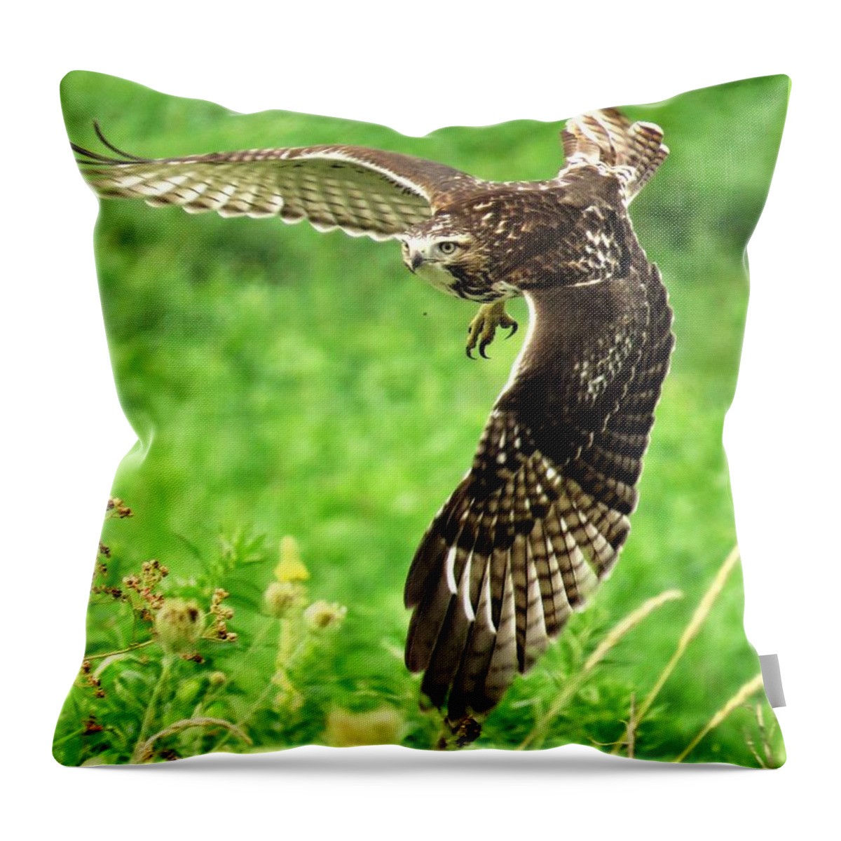Wildlife Throw Pillow featuring the photograph Hawk on Take Off by Lori Frisch