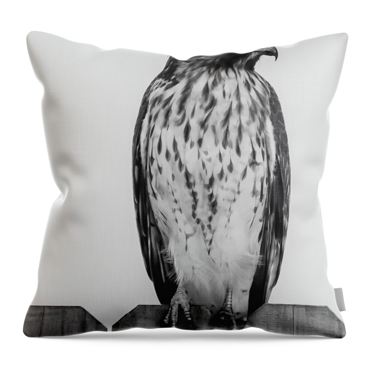 Hawk Throw Pillow featuring the photograph Hawk by Rick Redman