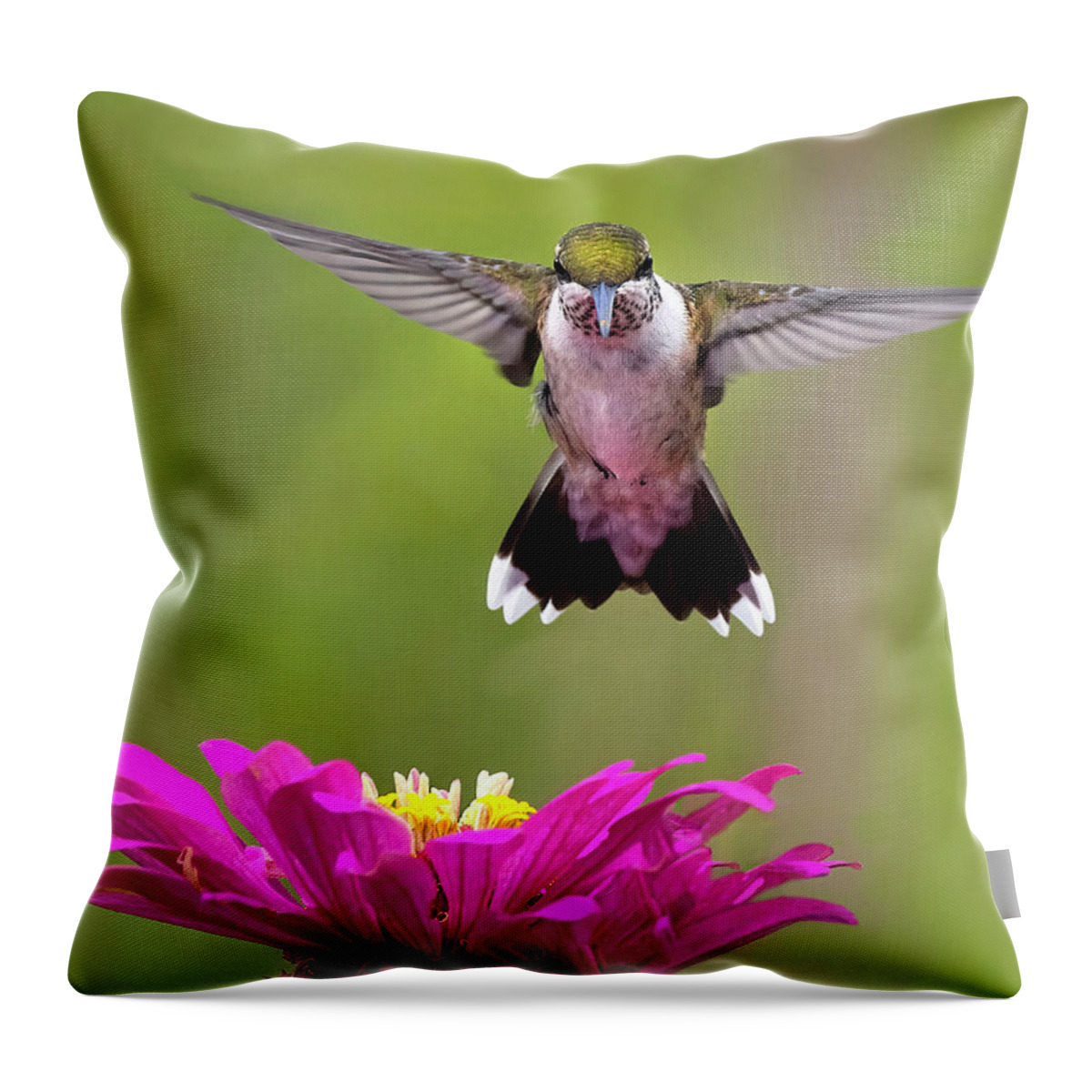 Bird Throw Pillow featuring the photograph Head on Hover by Art Cole