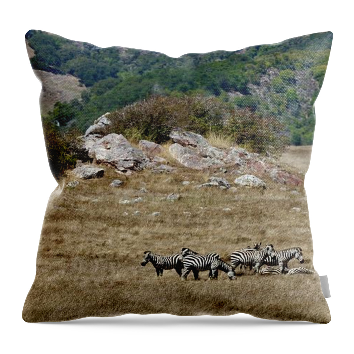 Zebras Throw Pillow featuring the photograph Hearst Castle Zebras by Tap On Photo