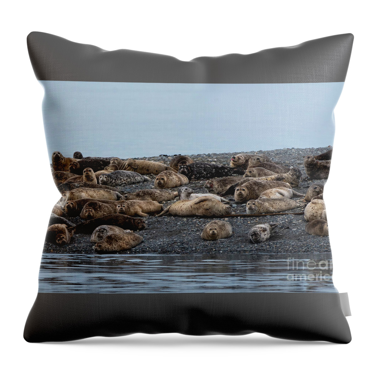 National Wildlife Refuge Throw Pillow featuring the photograph Hello Harbor Seals by Nancy Gleason