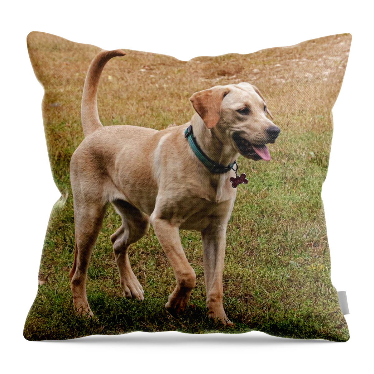 Dog Throw Pillow featuring the photograph Hello by John Linnemeyer