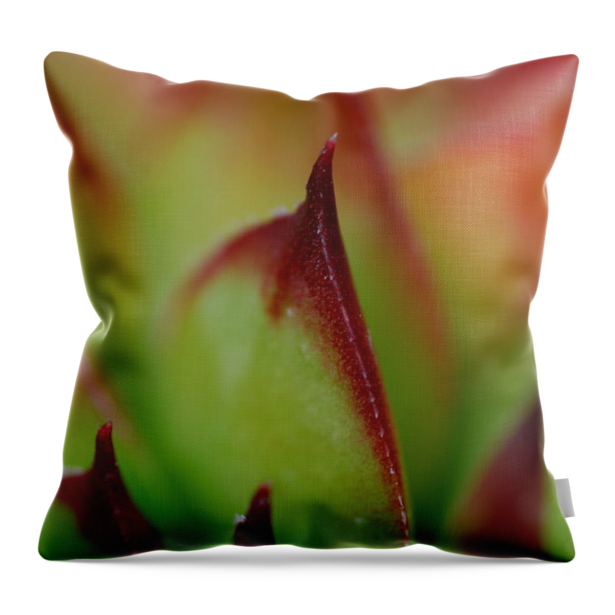Hens And Chicks Throw Pillow featuring the photograph Hens And Chicks #9 by Stephanie Gambini