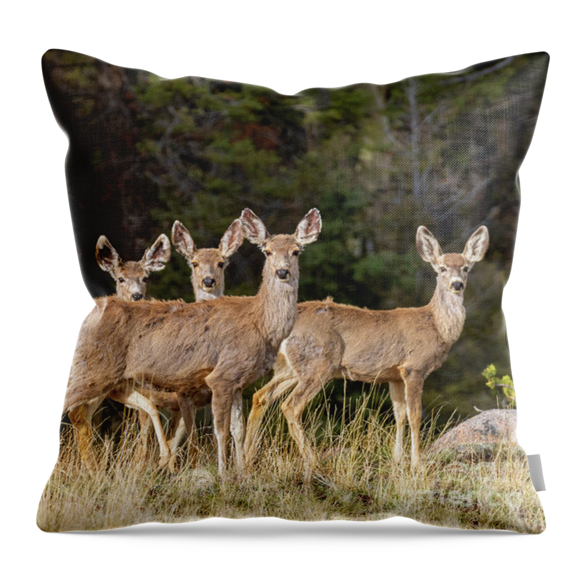 Deer Throw Pillow featuring the photograph Herd of Curious Deer by Steven Krull