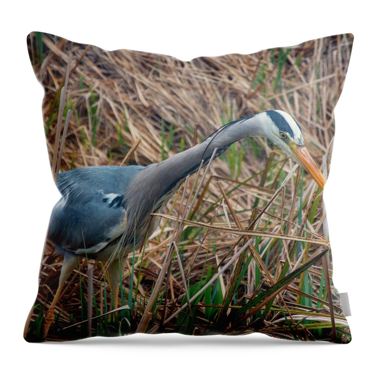 Heron Throw Pillow featuring the photograph Heron 3 by Steev Stamford