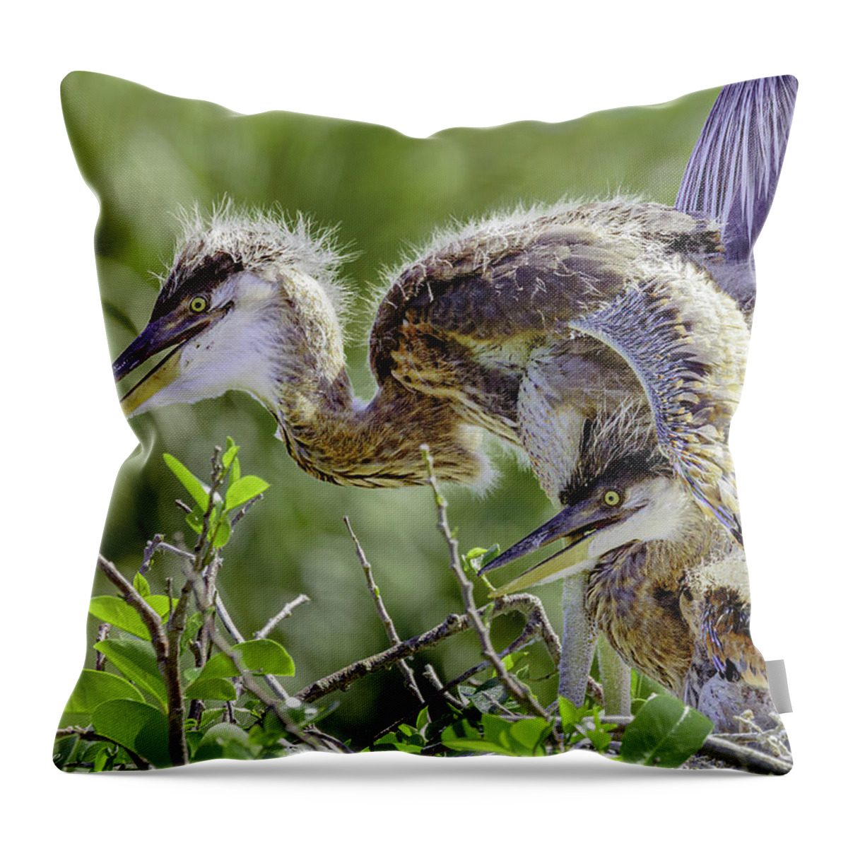 Great Blue Heron Throw Pillow featuring the photograph Heron Chicks by David Lee