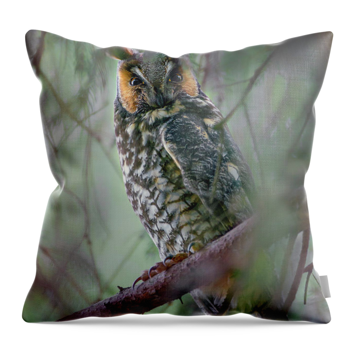Owl Throw Pillow featuring the photograph Hiding in the Pines by Timothy McIntyre