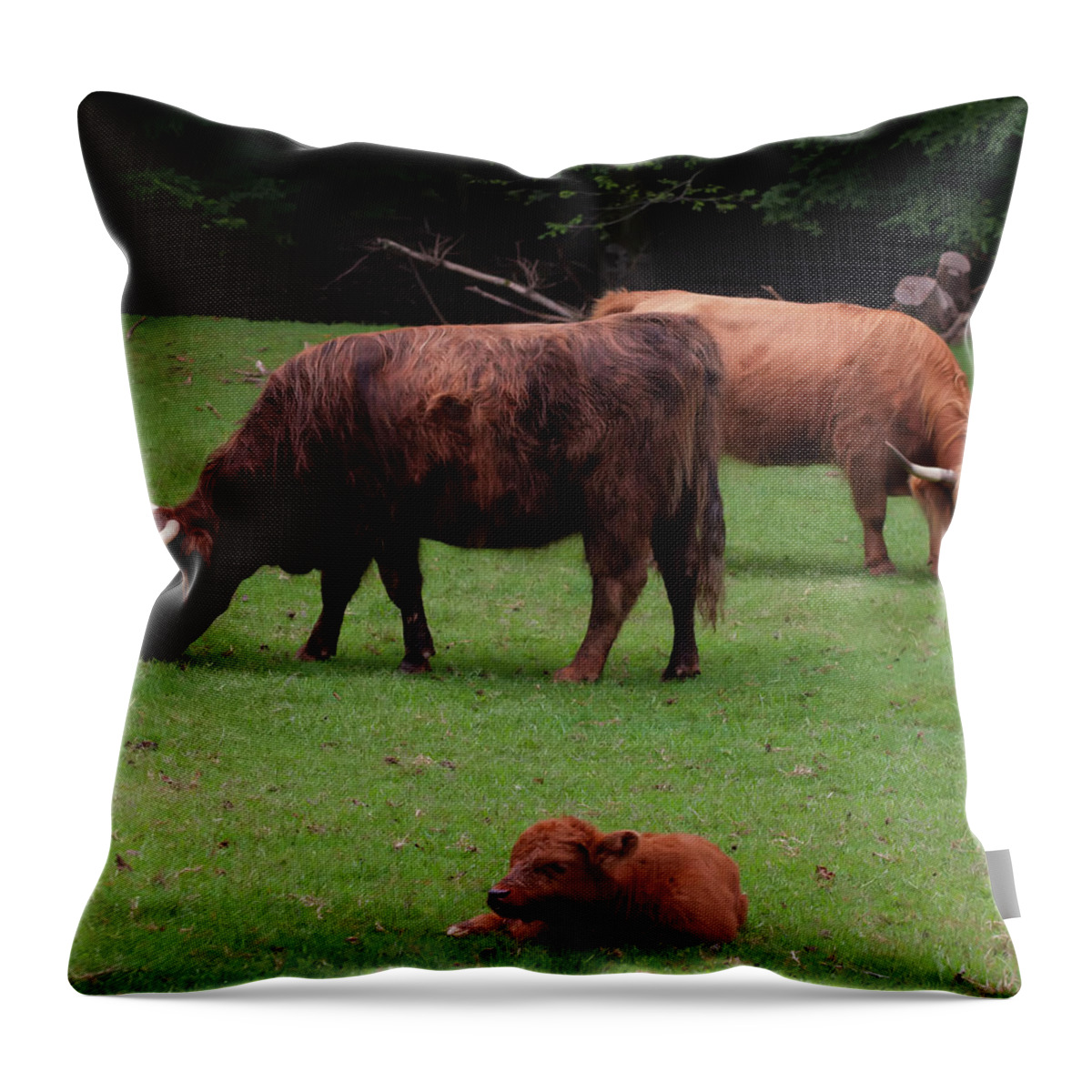 Scottish Highlands Cattle Throw Pillow featuring the photograph Highlands Cattle And Calf by Flees Photos