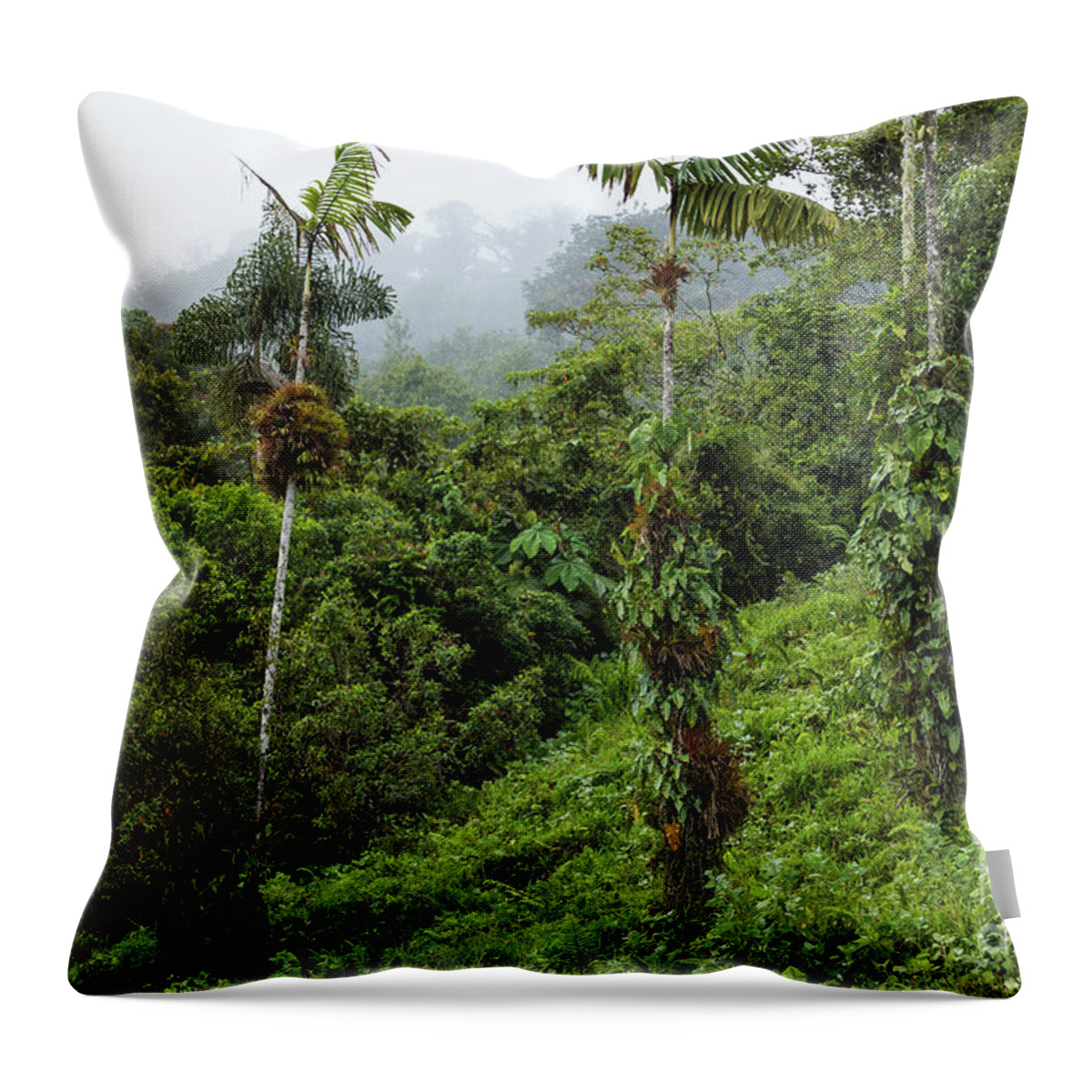 Cloud Forest Throw Pillow featuring the photograph Hiking in the Cloud Forest by Eva Lechner