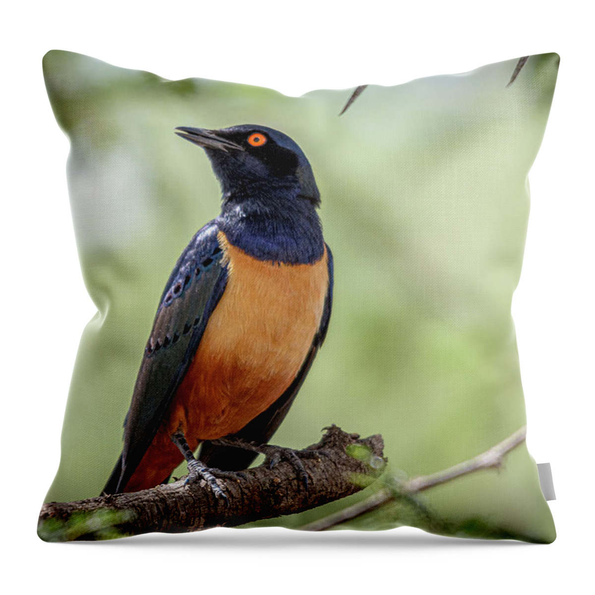 Africa Throw Pillow featuring the photograph Hildebrandt's Starling on Perch by Adrian O Brien