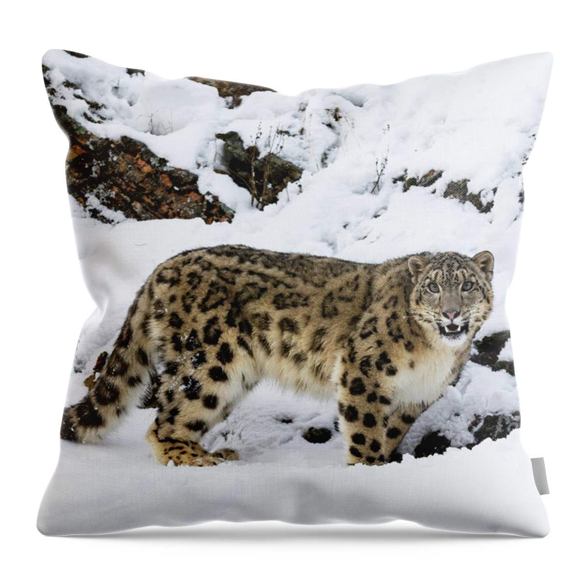 Himalayan Cat Throw Pillow featuring the photograph Himalayan Cat by Wes and Dotty Weber