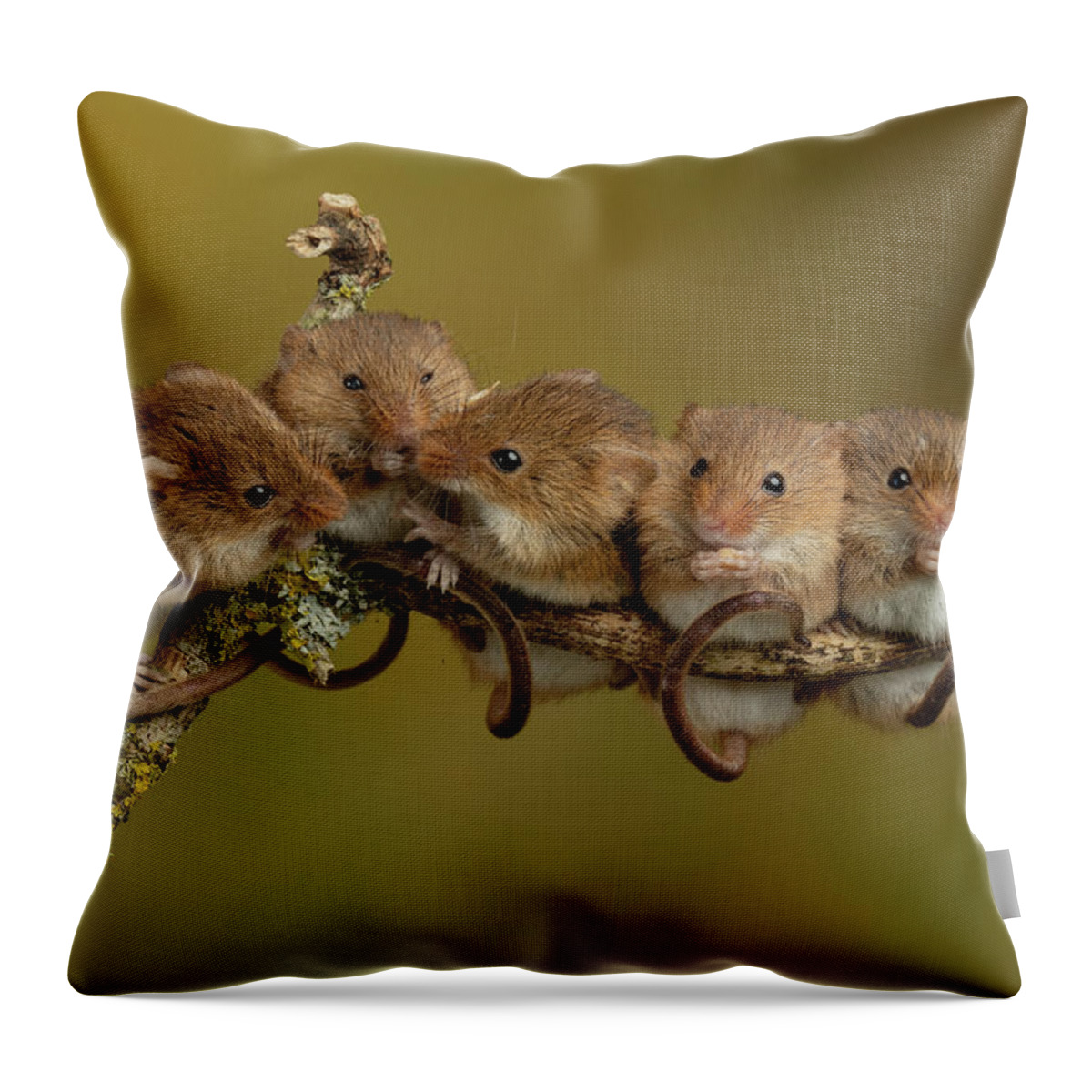 Harvest Throw Pillow featuring the photograph Hm-4677 by Miles Herbert