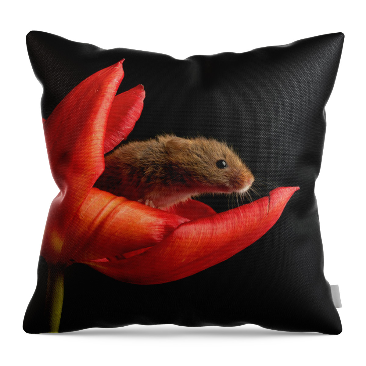 Harvest Throw Pillow featuring the photograph Hm-5236 by Miles Herbert
