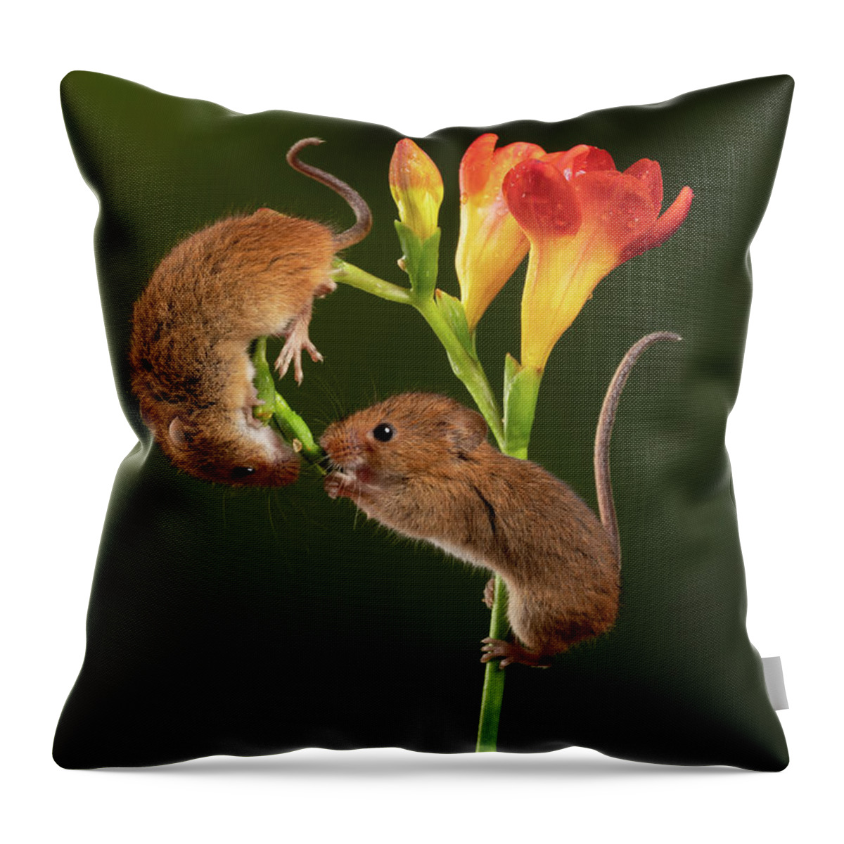 Harvest Throw Pillow featuring the photograph Hm-5332 by Miles Herbert