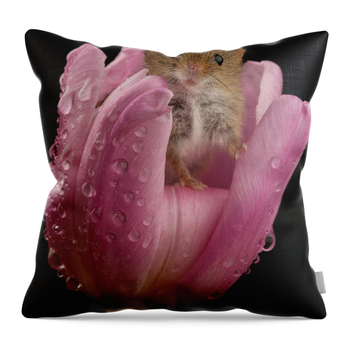 Harvest Throw Pillow featuring the photograph Hm-6460 by Miles Herbert