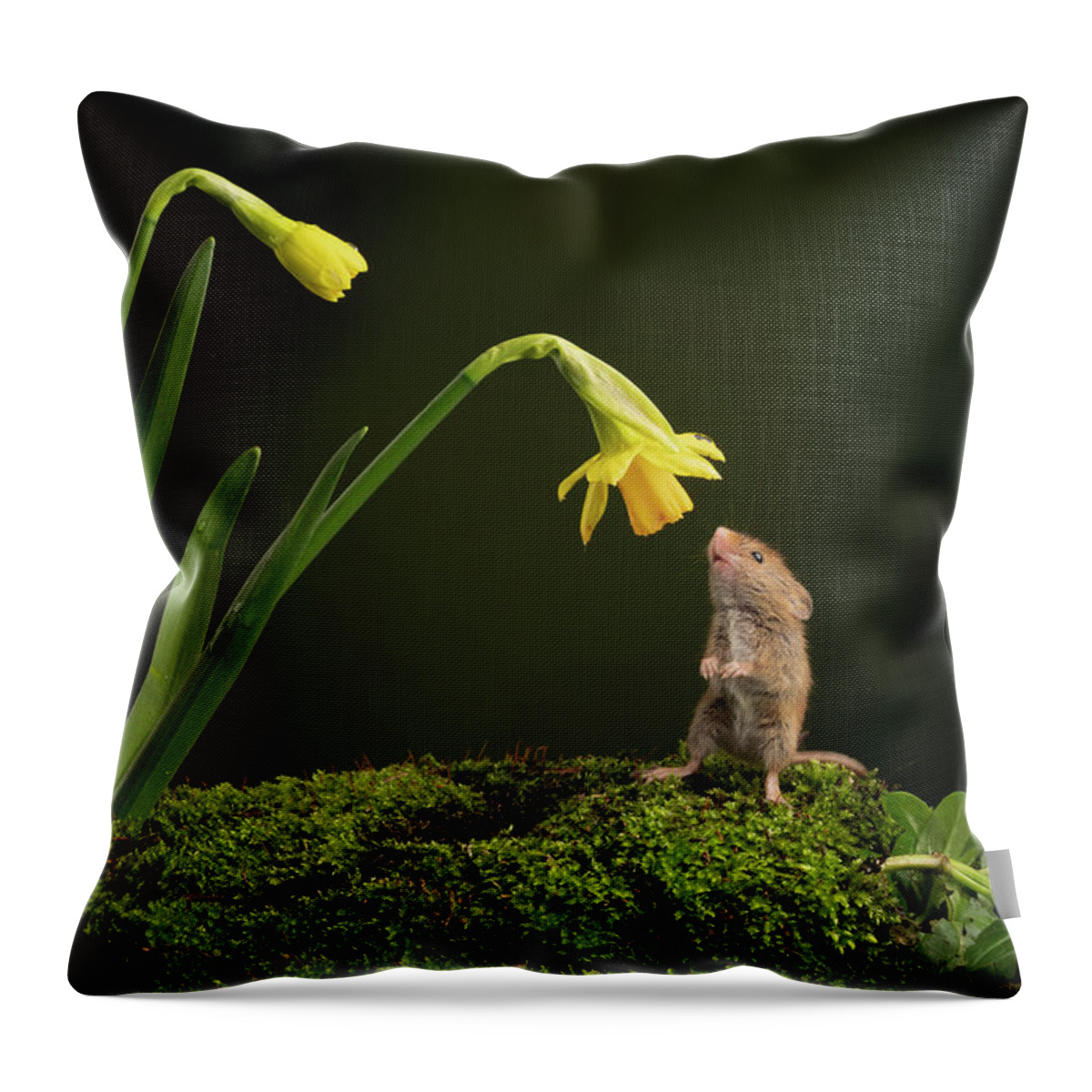 Harvest Throw Pillow featuring the photograph HMdaff03443 by Miles Herbert
