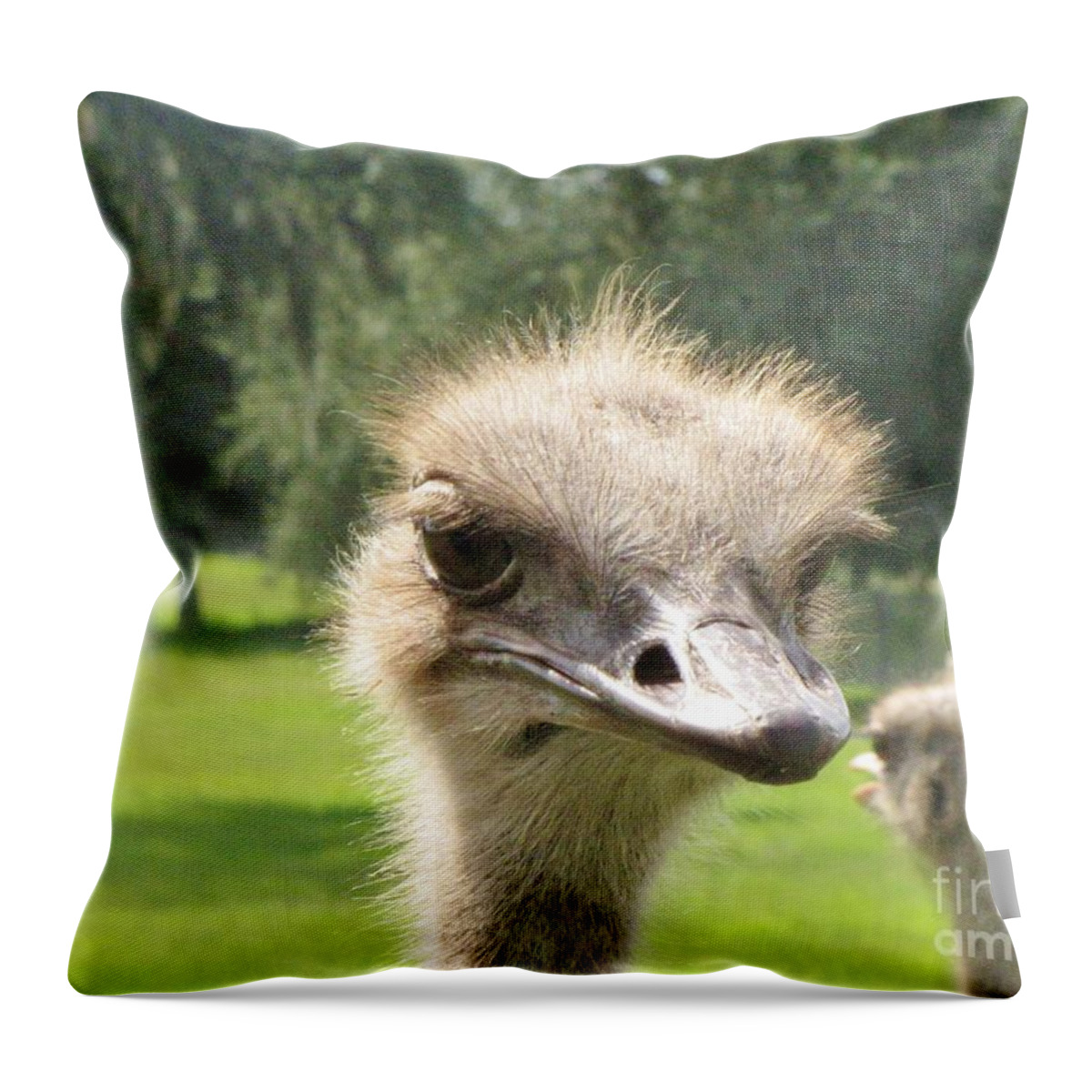 African Flightless Bird Throw Pillow featuring the photograph Hmmm by World Reflections By Sharon