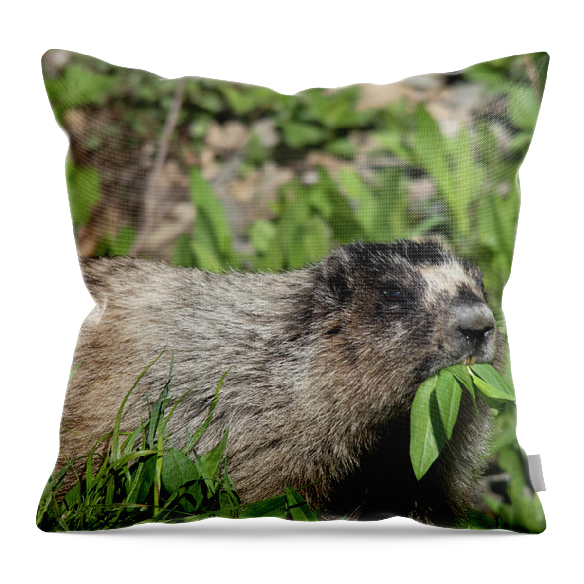 Hoary Marmot Says Yummy Food To Eat! Throw Pillow featuring the photograph Hoary Marmot says yummy food to eat by Carolyn Hall