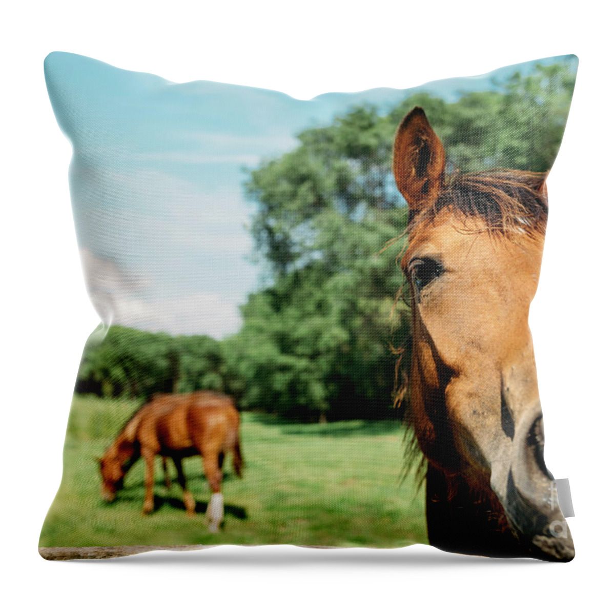 Horse Throw Pillow featuring the photograph Horses in field by Jelena Jovanovic