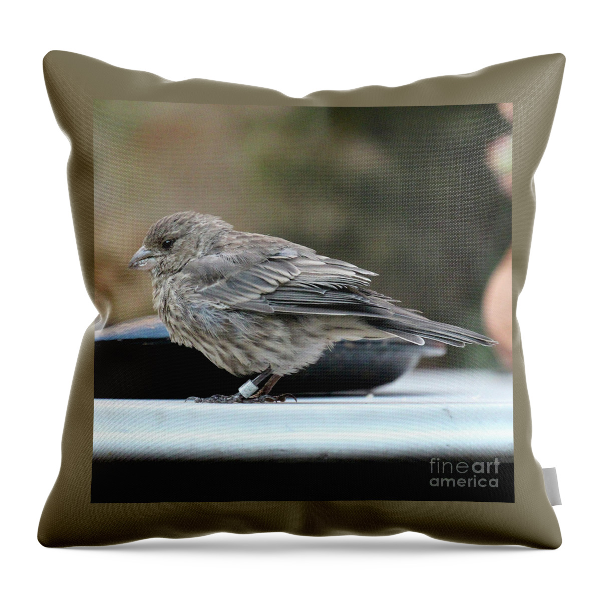 Wild Life Throw Pillow featuring the photograph House Arrest by Patricia Youngquist